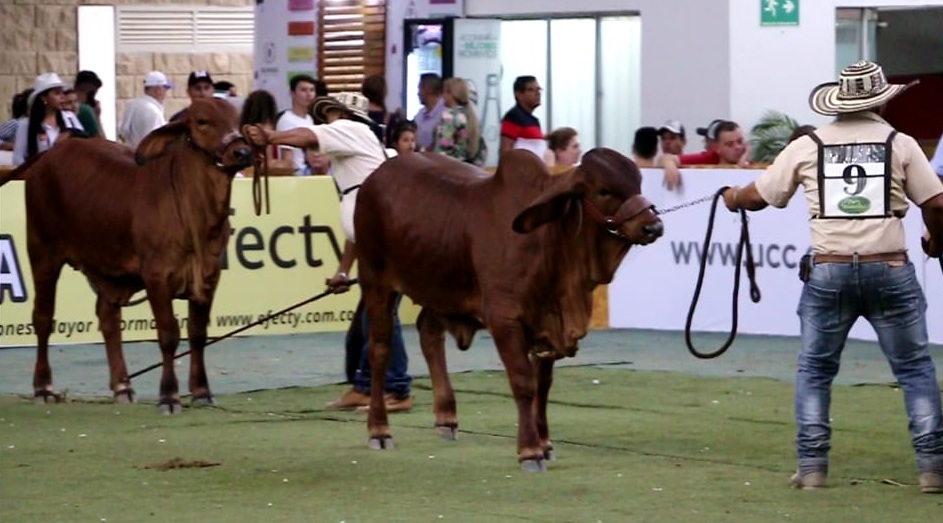 Feria Ganadera de Bucaramanga, epicentro de los mejores ejemplares y